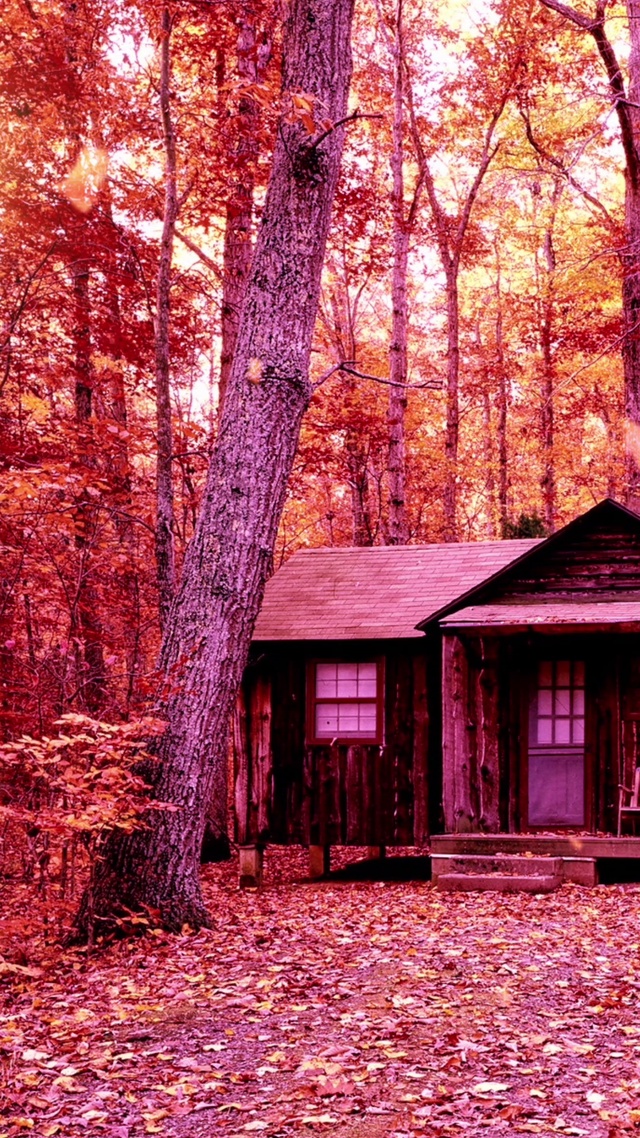 深秋红叶，世外独居