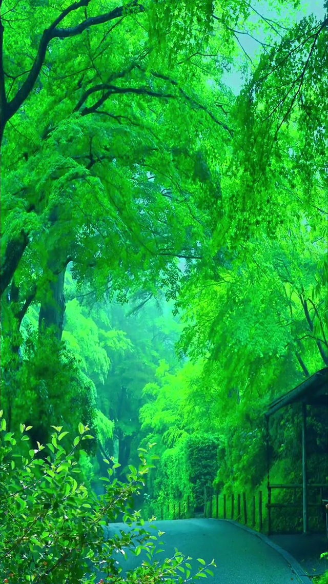 一年四季风景变换