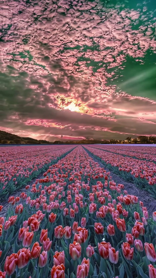 这么美的花海和晚霞，当然要分享给你一起看啦