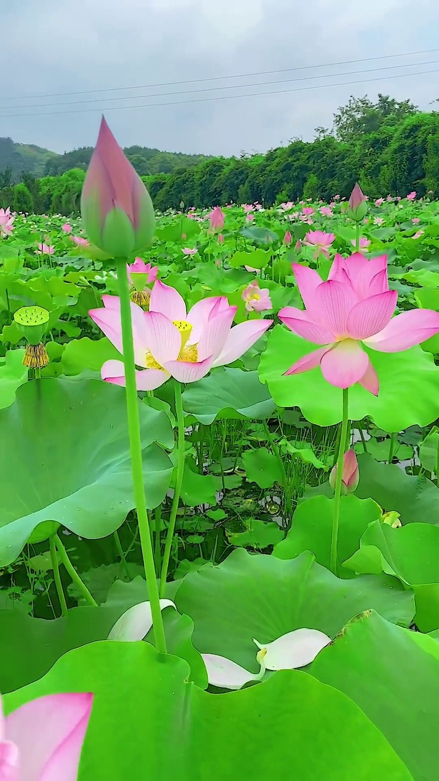 荷荷美美，好运莲莲