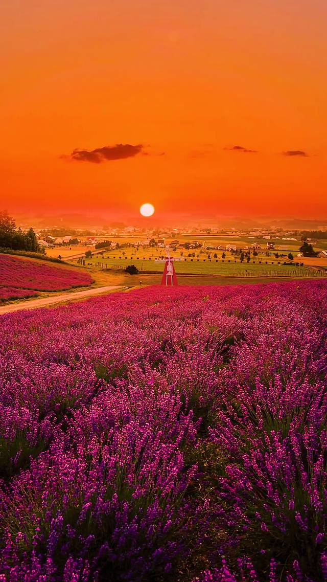 绝美晚霞薰衣草