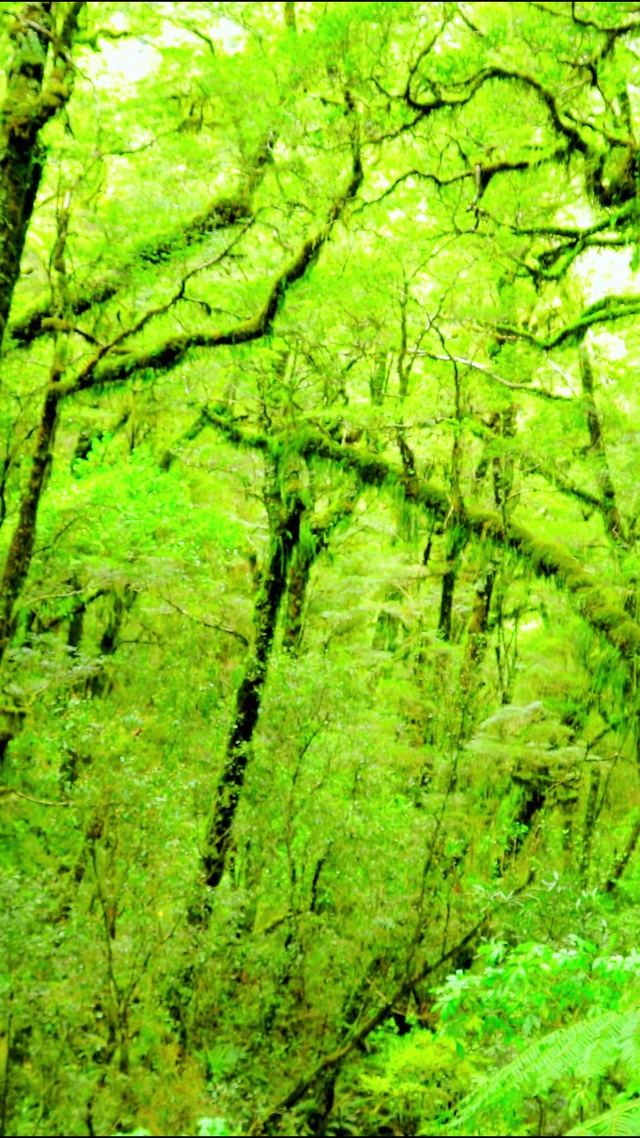 唯美护眼森林4K