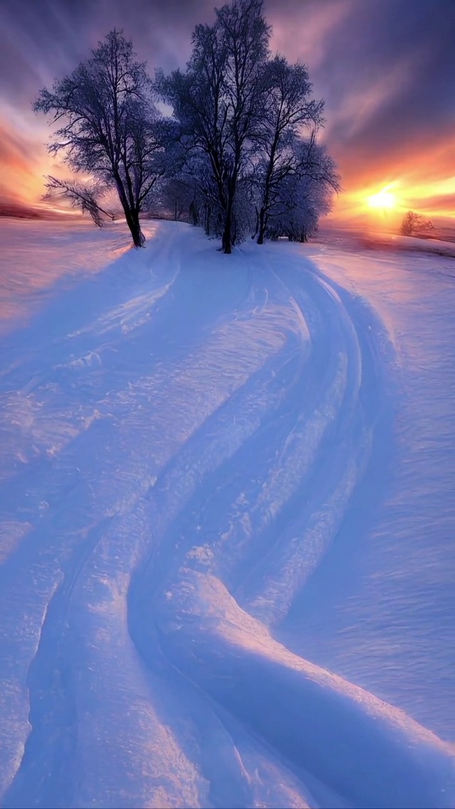 迎风而立，傲雪凌霜