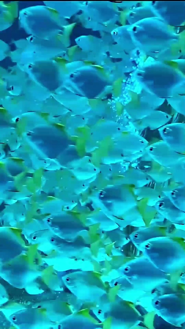 深海热带鱼群