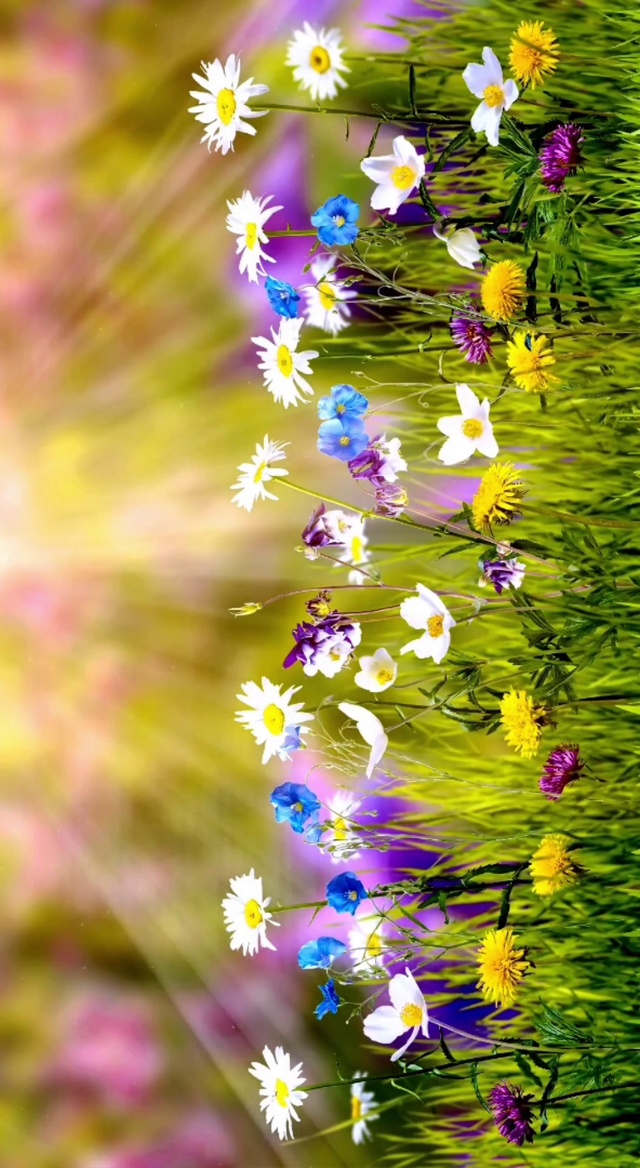 多想回到那个夏天