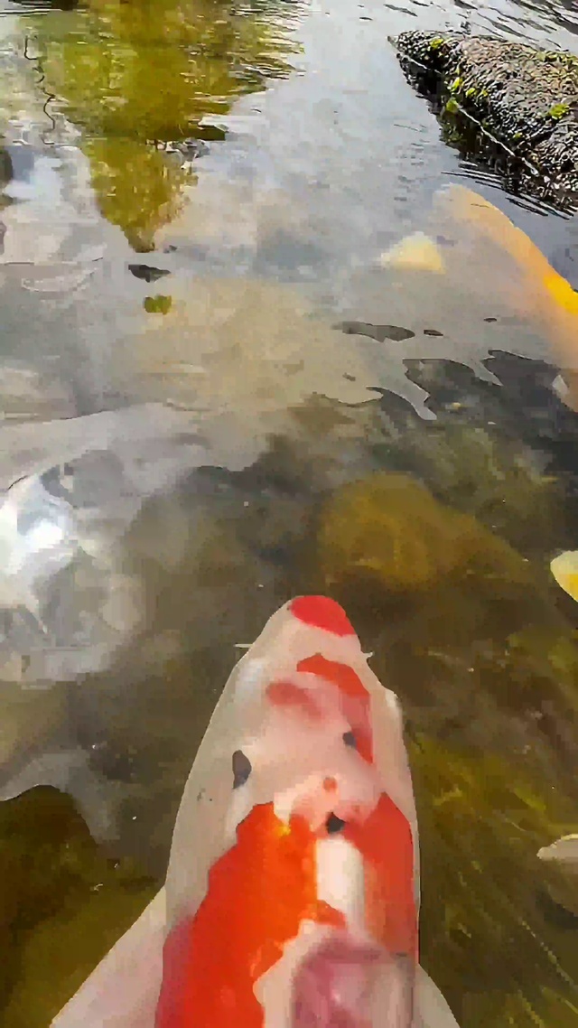 锦鲤4k动态壁纸②