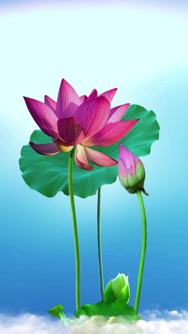 荷花仙子