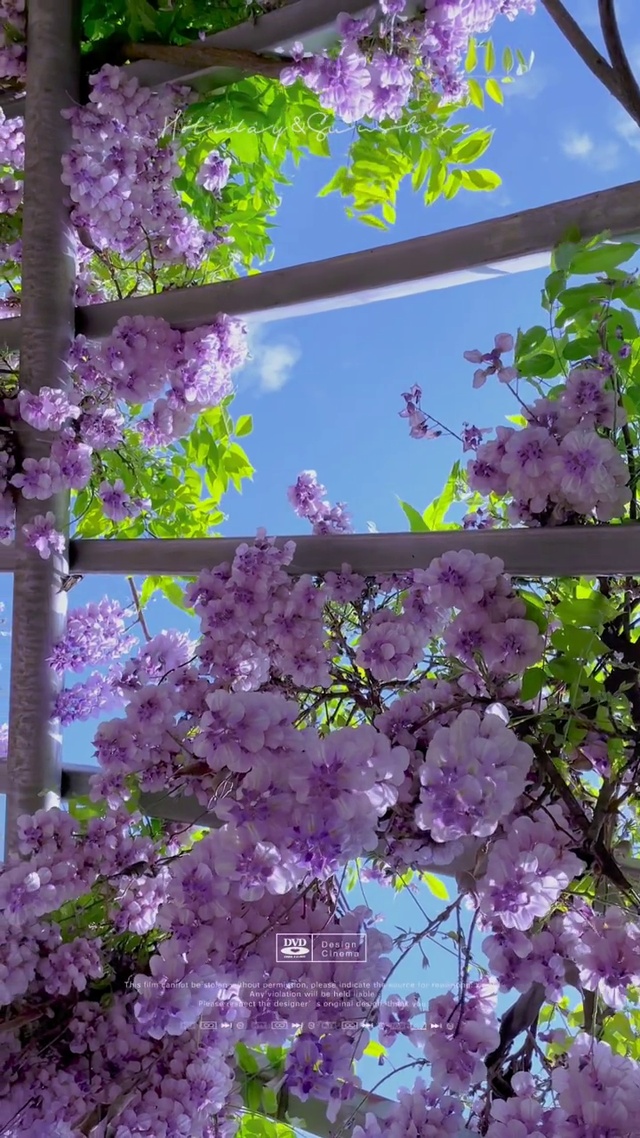 紫藤花开了