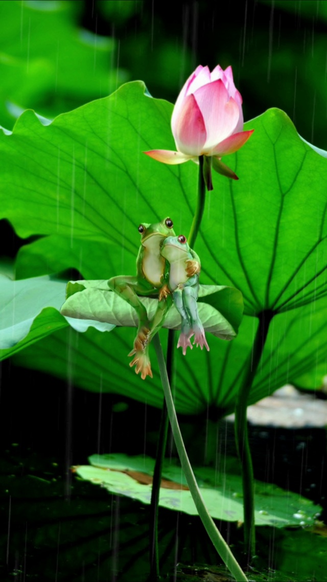 池塘荷花雨中美景
