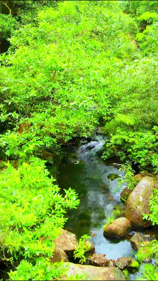 护眼绿林溪流4K