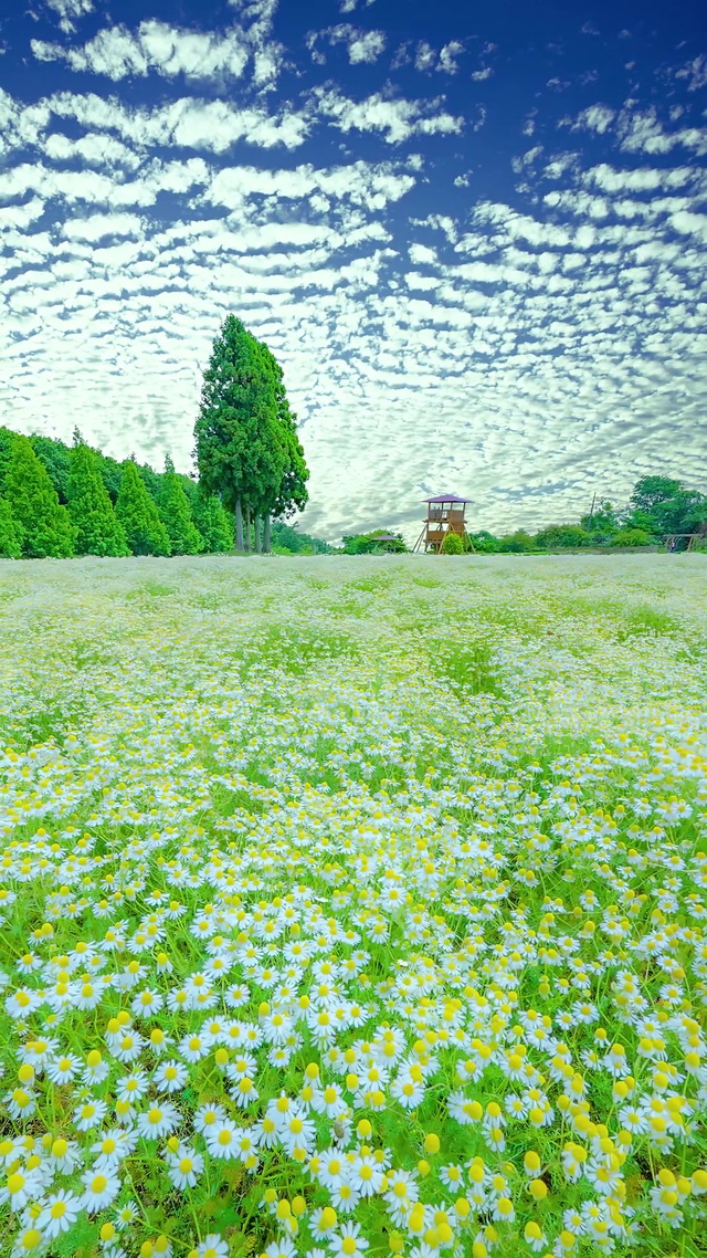 爆款小雏菊