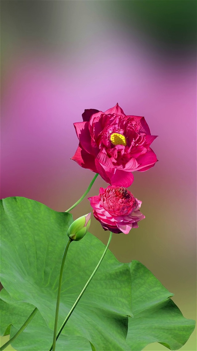 荷你相遇三生有幸