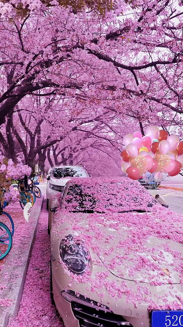 治愈系#樱花壁纸🌸🌸🌸🌸🌸🌸🌸
