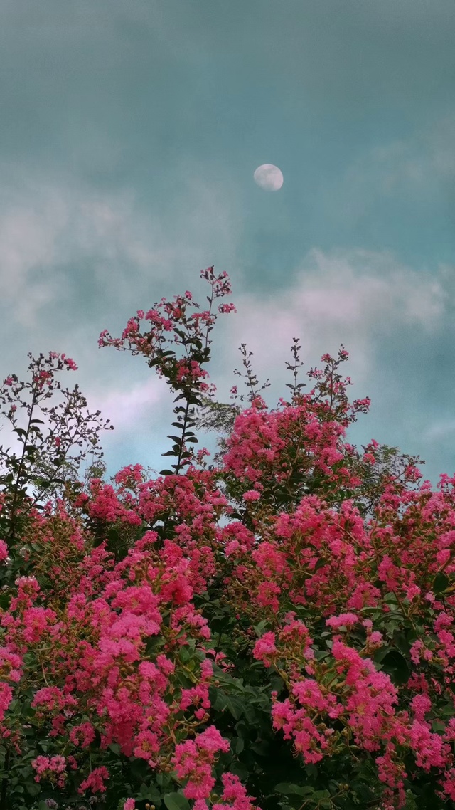 送你一朵小红花