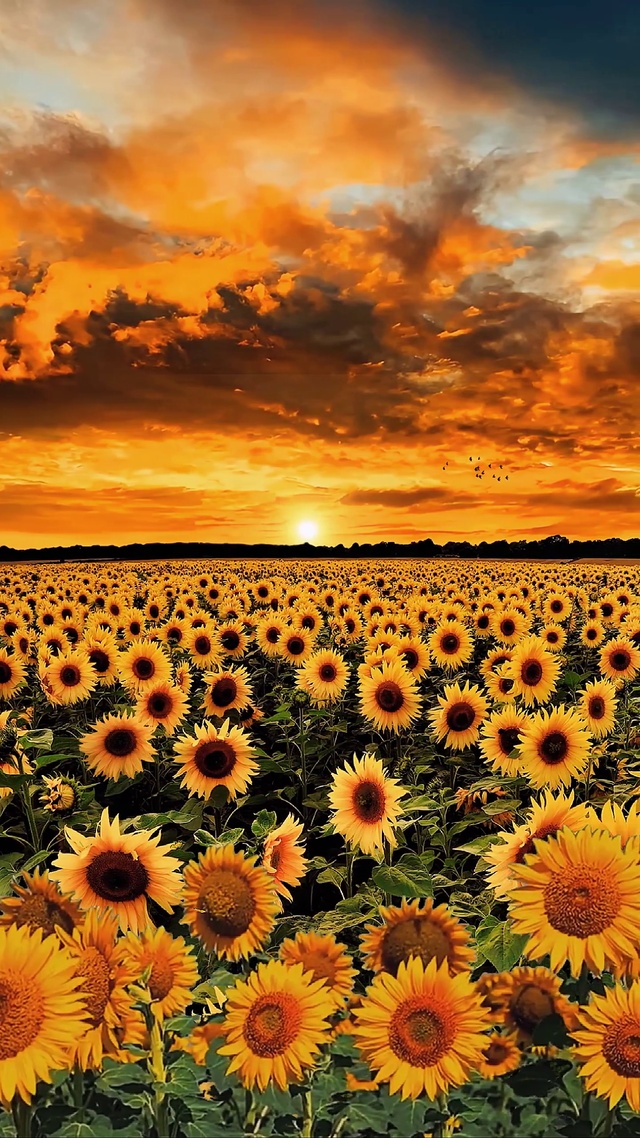 晚霞向日葵花海