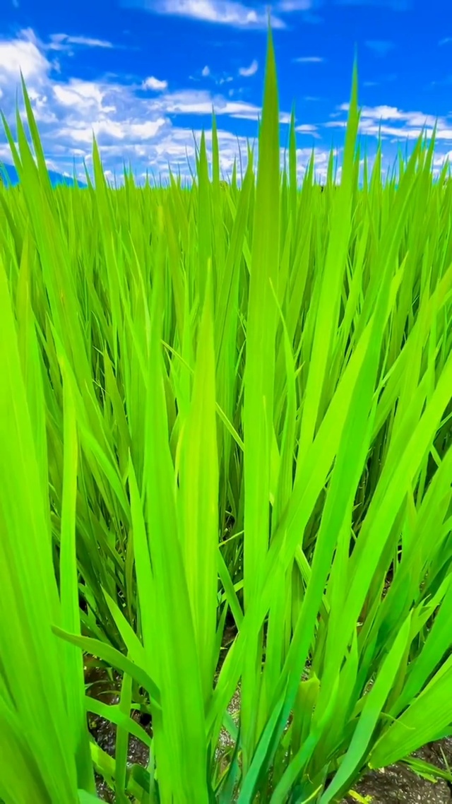 稻田