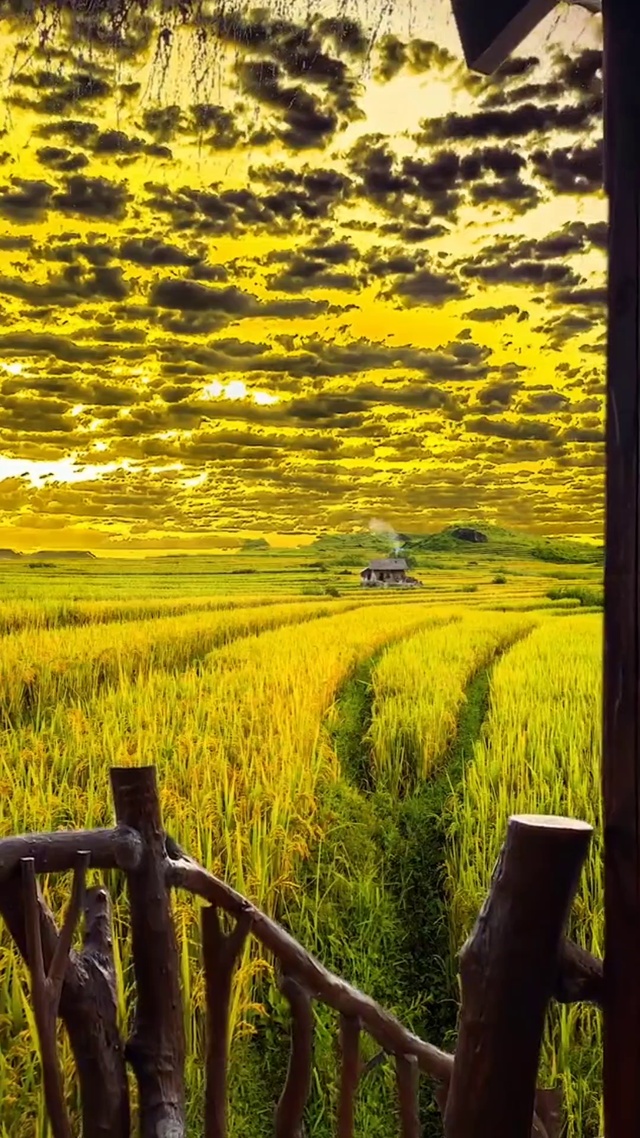 麦田