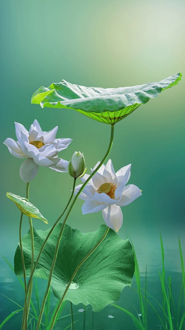 清风不眠，花开不语，花落不言