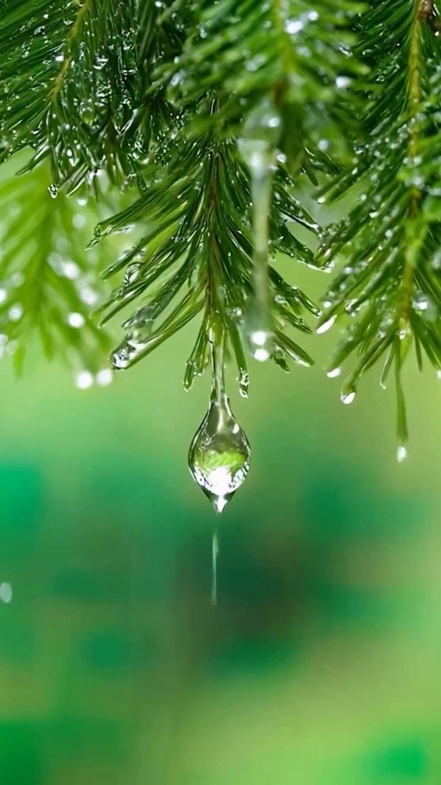雨天树木