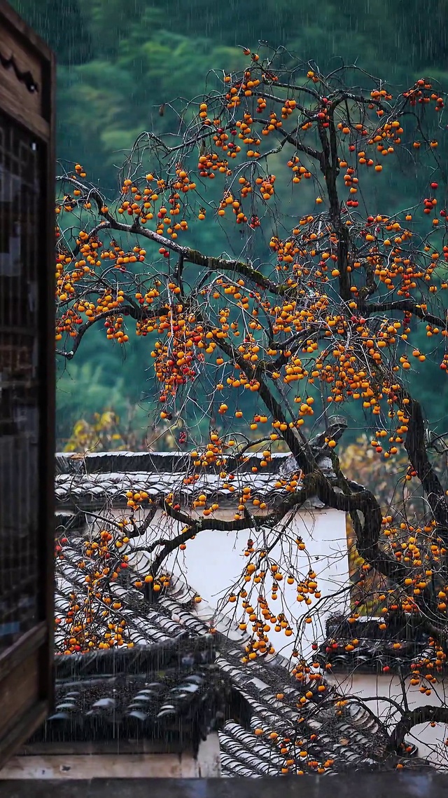 雨打柿子树