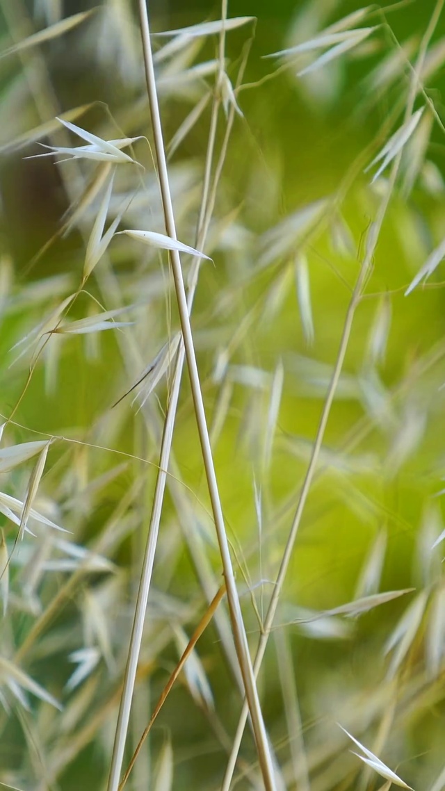 河边黄金芦苇