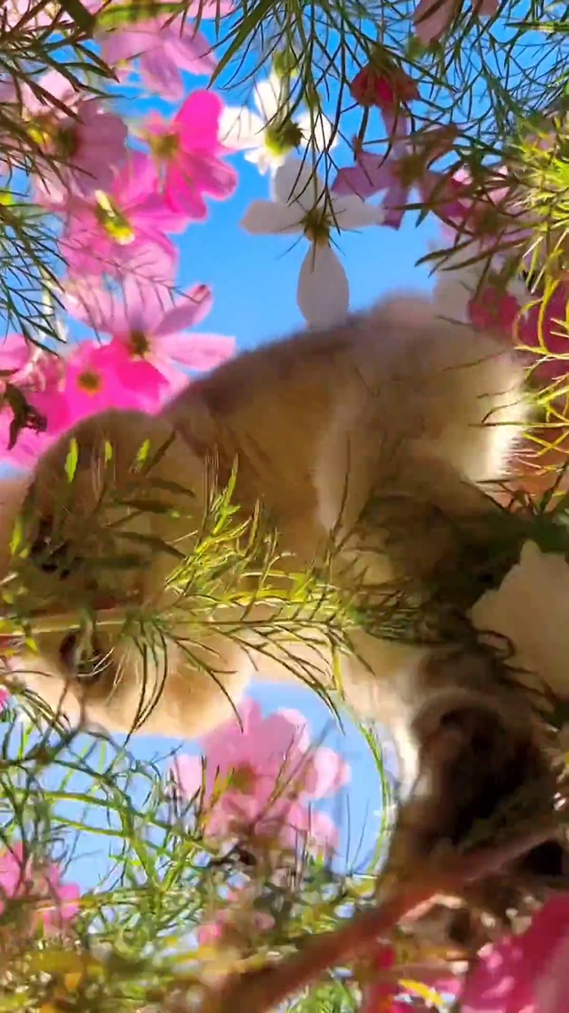 可爱猫咪治愈你