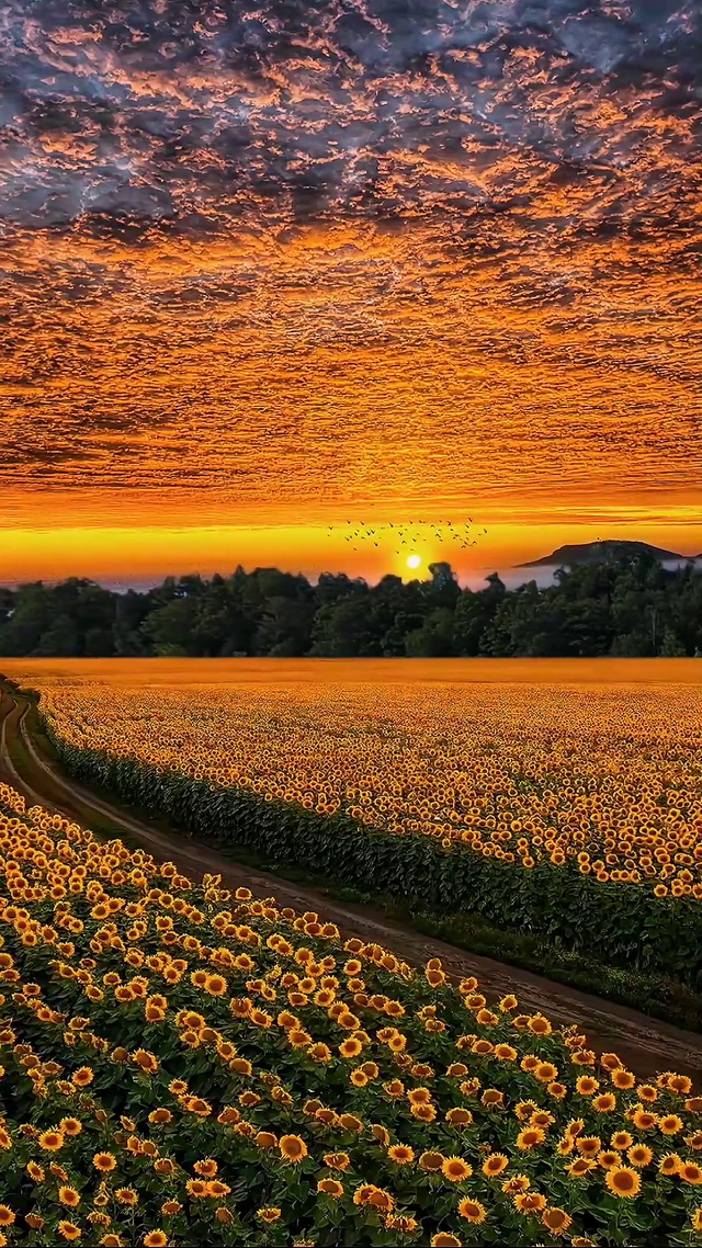 爆款向日葵花海