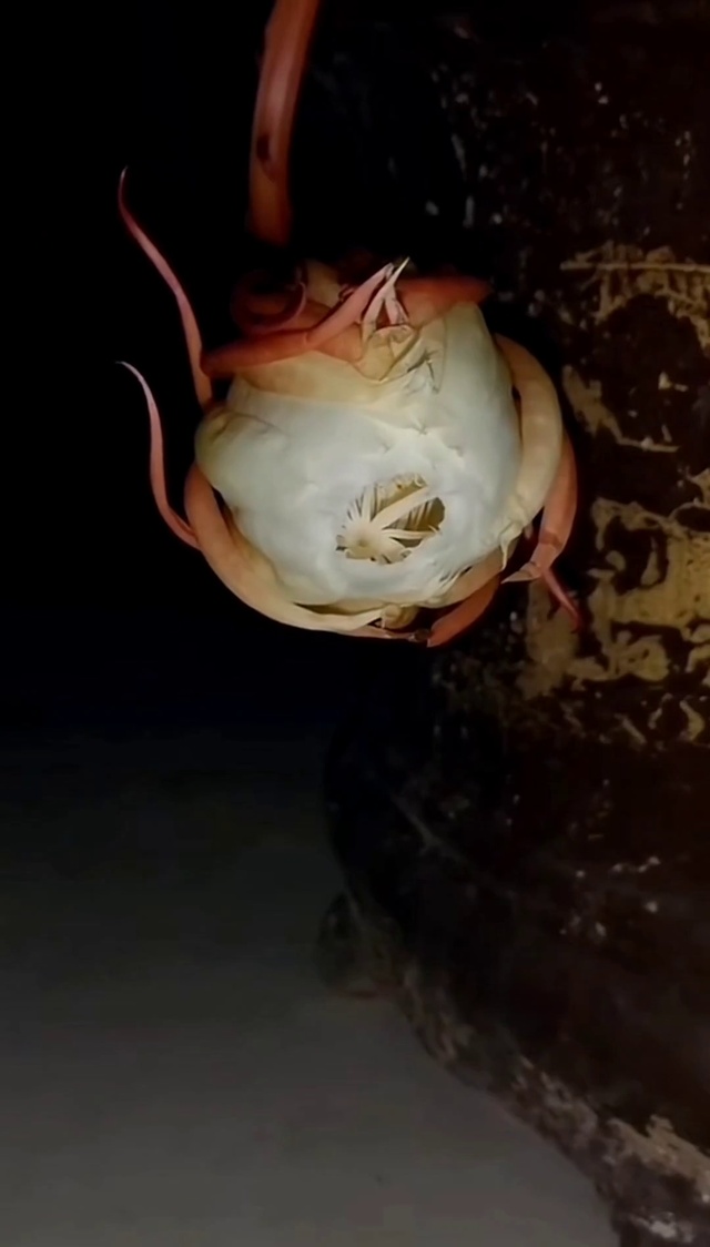 昙花一现 所愿皆如愿