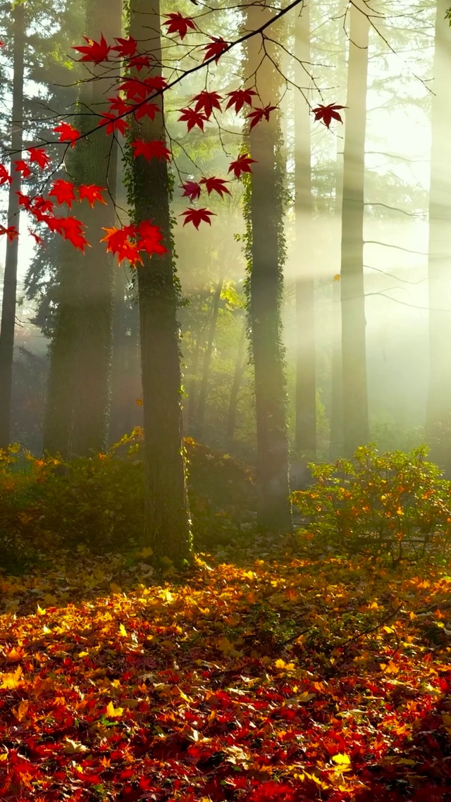 清晨阳光雾气秋林