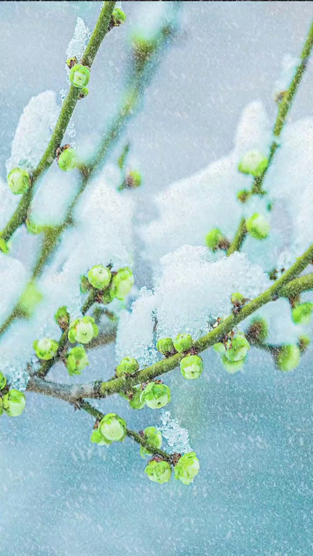 4K雪中梅花