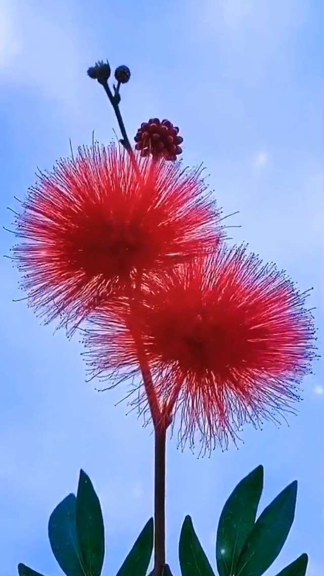 高清壁纸免费下载  只求一个小爱心