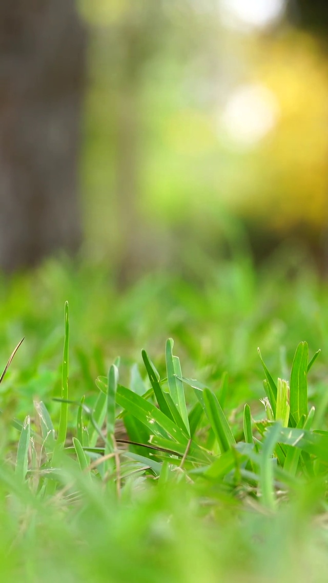 绿草地露珠矮草绿色草坪