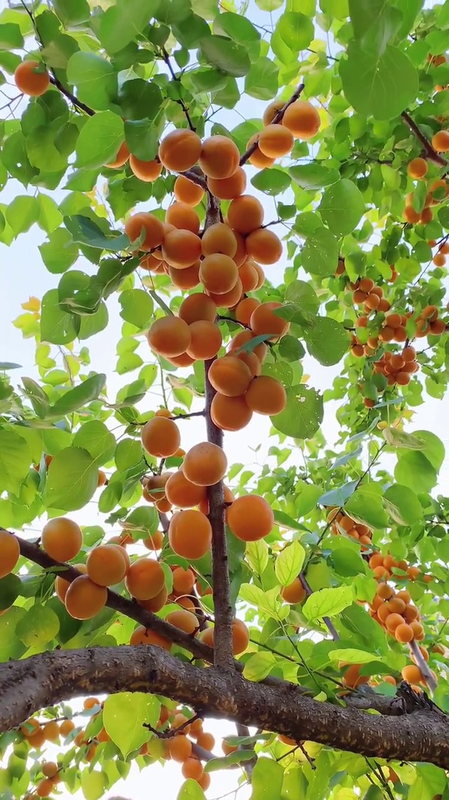 杏福满满，杏运送给你