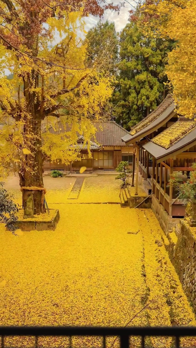 4K治愈落叶
