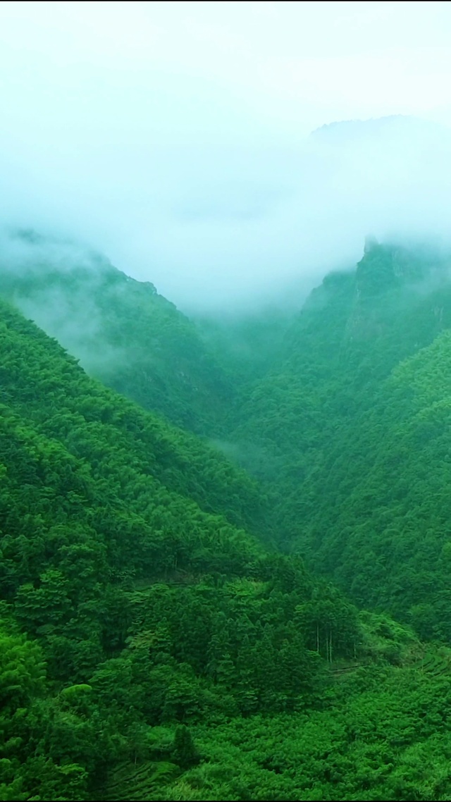 4k护眼森林氧吧