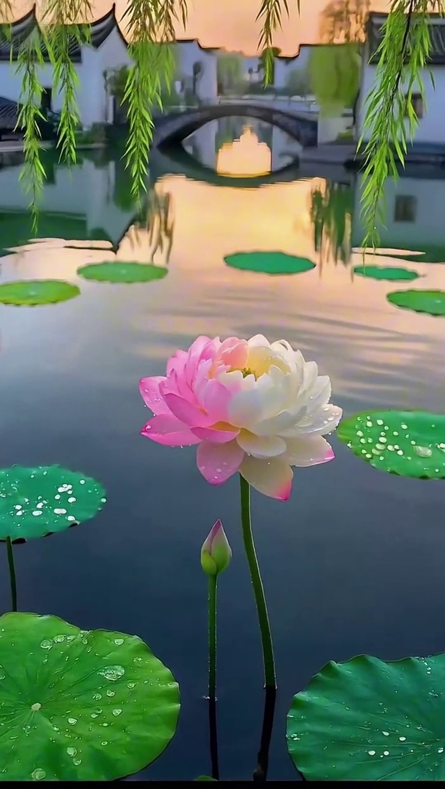 双色荷花