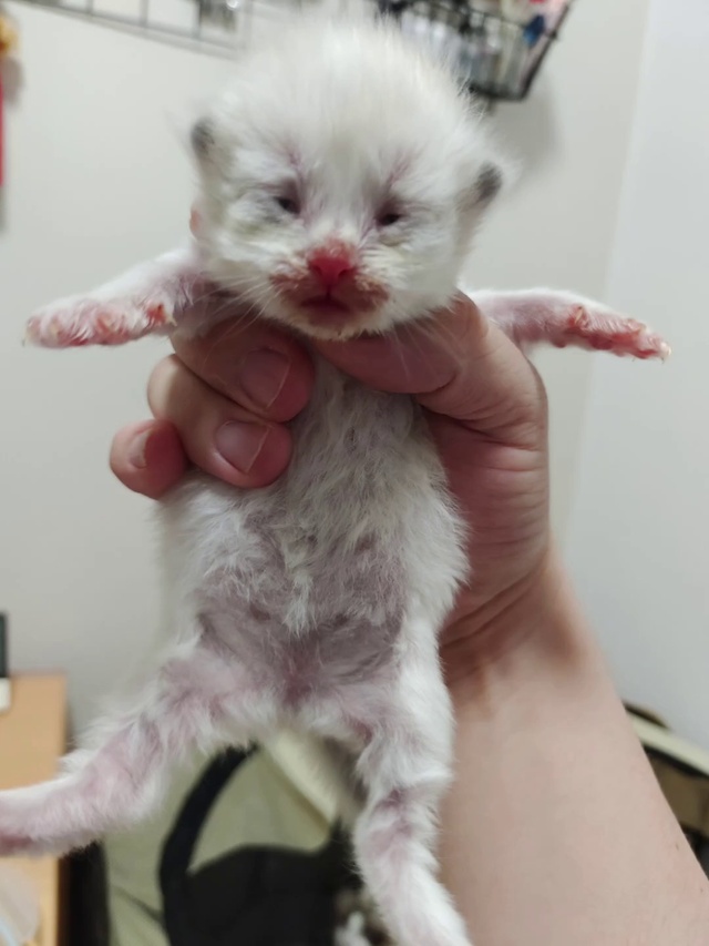 亚瑟点心-前后对比