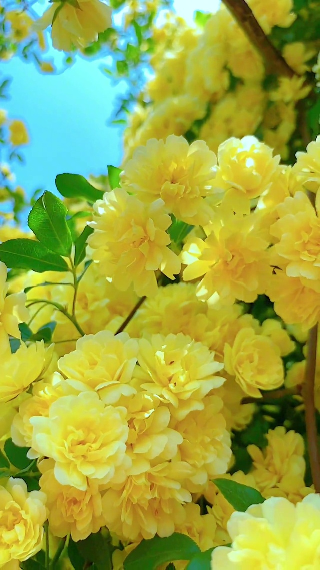 花开时节留住美好 