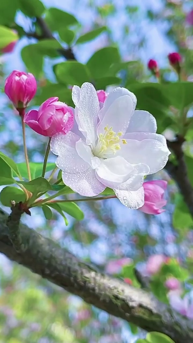 小小白花