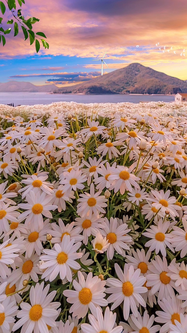 小雏菊花海