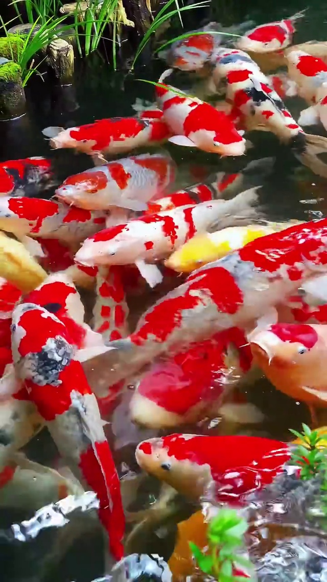 锦鲤好运