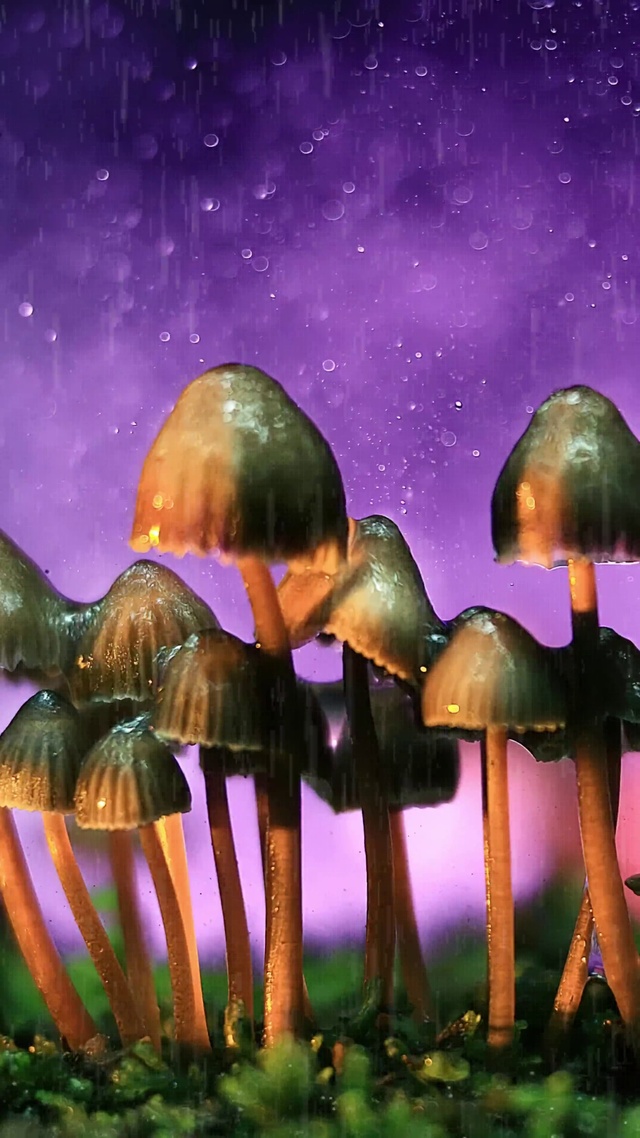 雨天小蘑菇