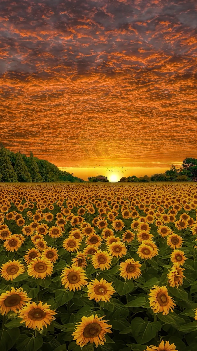 爆款航拍向日葵花海