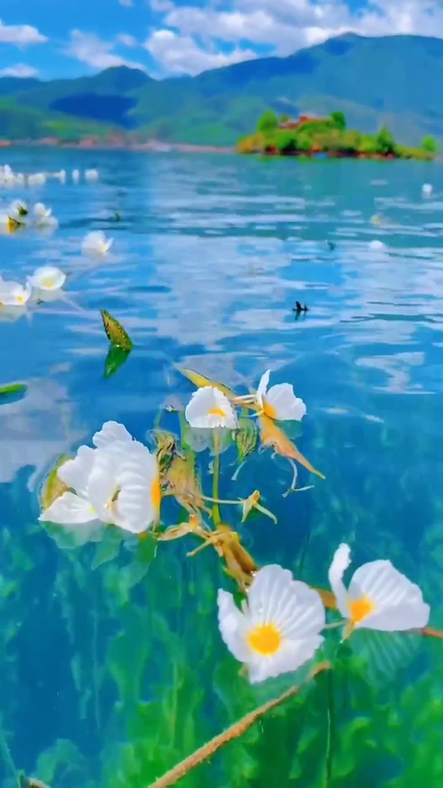 水上花瓣