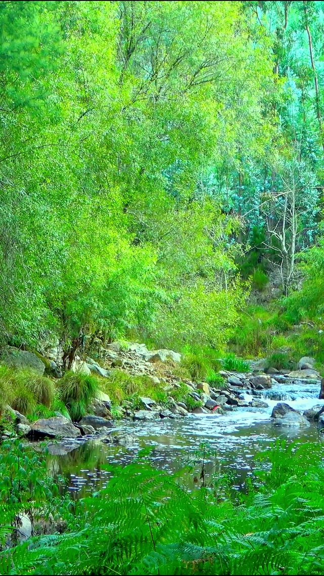 护眼山间小溪 4K