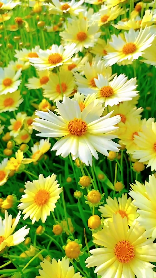 小清新治愈壁纸