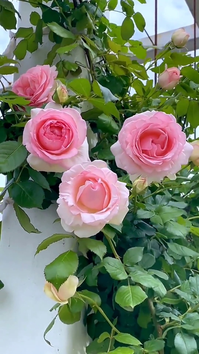 时光静好 幸福满分