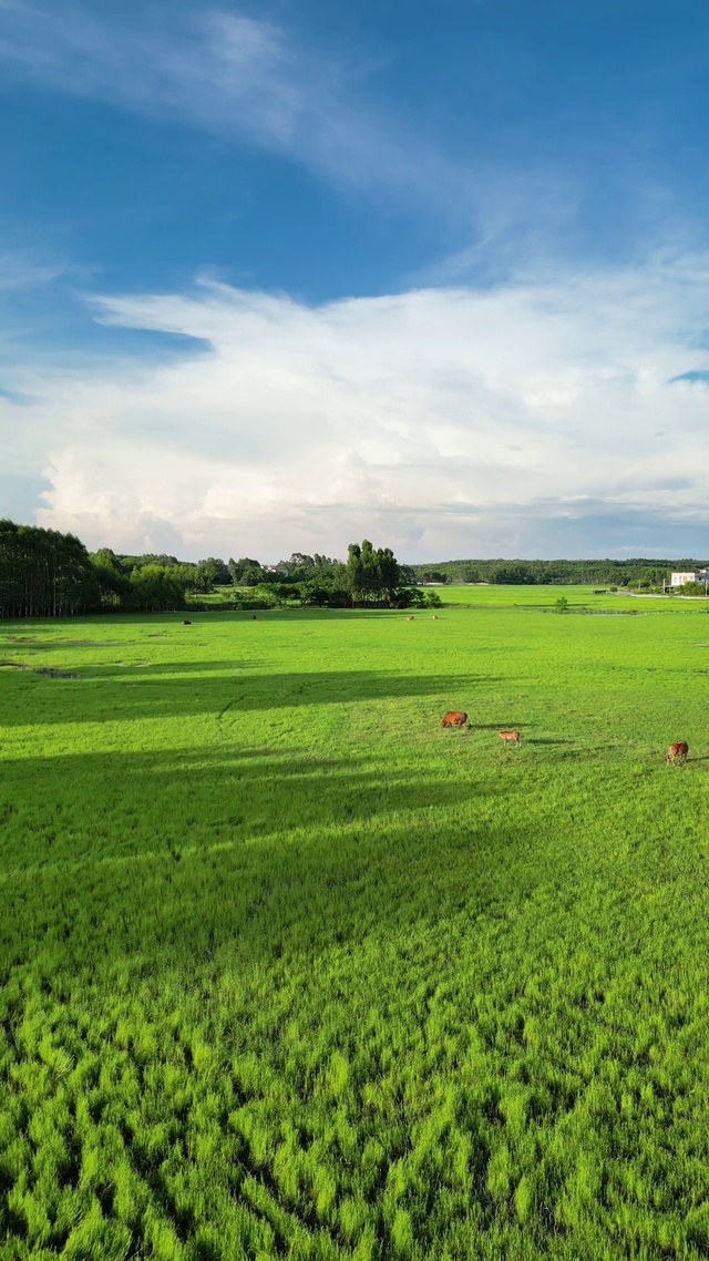 绿色草原一望无垠l