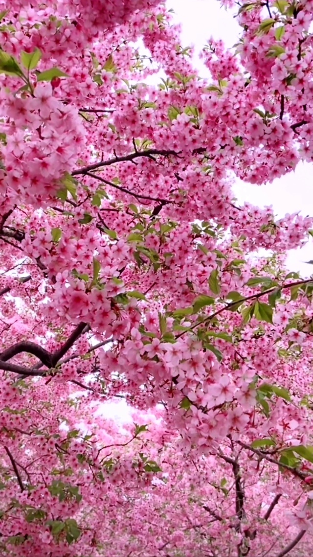 浪漫樱花