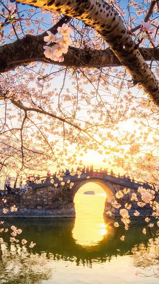 夕阳湖畔樱花
